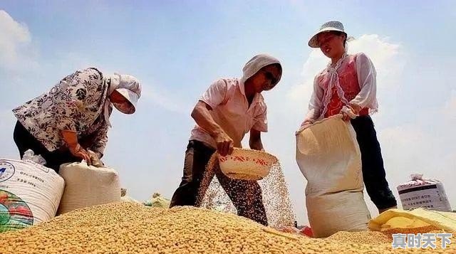 河南延津焦作地区花生受到阴雨天的影响，具体情况是？让更多的人关注也是一种力量 - 真时天下