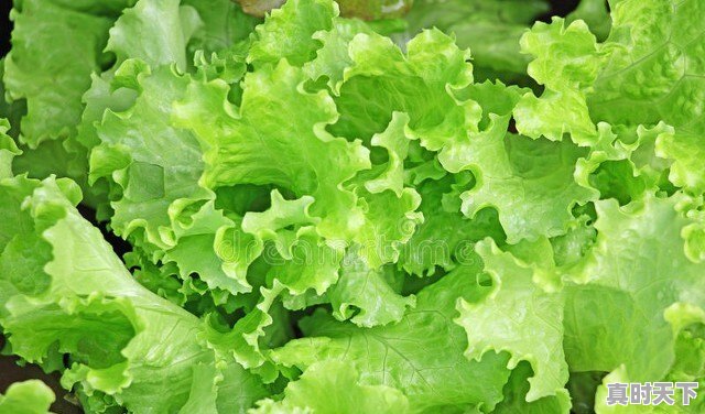 现在猪肉是蔬菜价,蔬菜是猪肉价,这是什么原因呢 - 真时天下