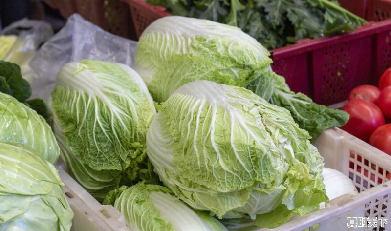 现在猪肉是蔬菜价,蔬菜是猪肉价,这是什么原因呢 - 真时天下