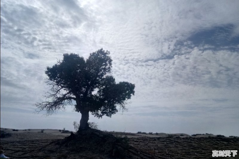 旅行途中你见过最漂亮的树是在哪里 - 真时天下