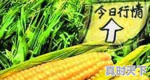 濉溪玉米今日价格行情 - 真时天下