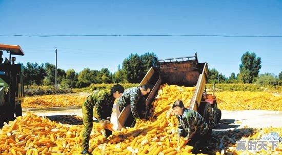 种植玉米赚钱少，为什么农民还是选择种植它 - 真时天下