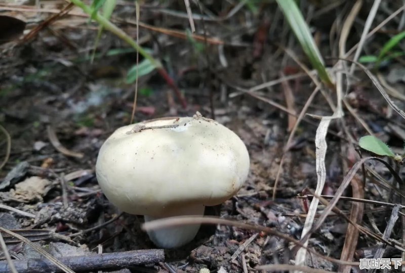 大家手机里有没有惊为天人的风景照，无特效纯风景惊艳 - 真时天下