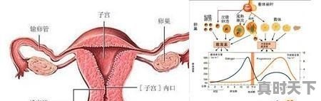 月经推迟胃里凉凉的是什么原因 - 真时天下