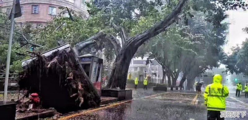 蔬菜主产区潍坊市近期受台风温比亚的影响，潍坊市受害严重，蔬菜价格会大幅上涨吗？你怎么看 - 真时天下