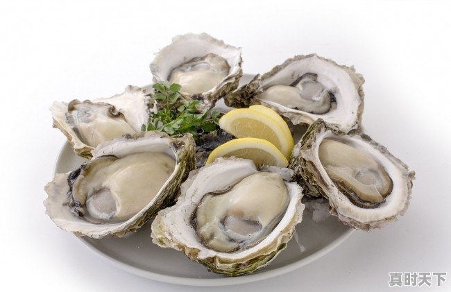 各个生蚝产地有哪些区别和特色 - 真时天下