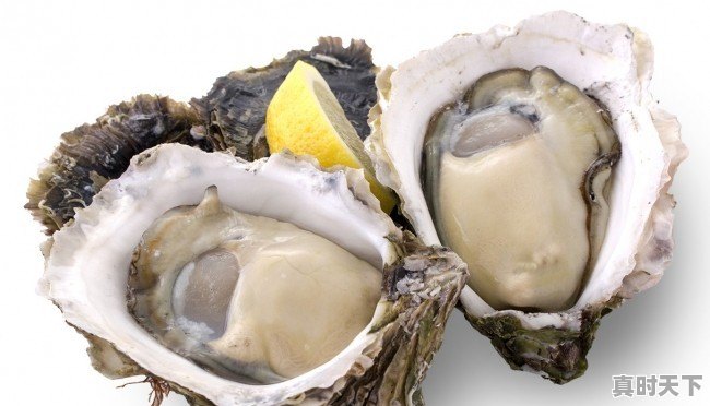 各个生蚝产地有哪些区别和特色 - 真时天下