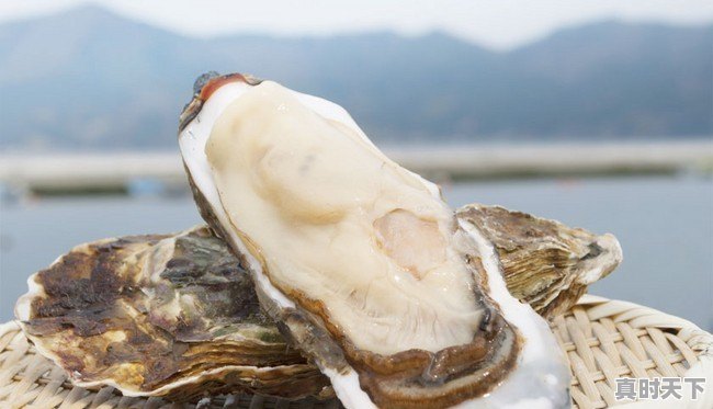 各个生蚝产地有哪些区别和特色 - 真时天下