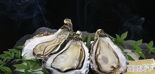 各个生蚝产地有哪些区别和特色 - 真时天下