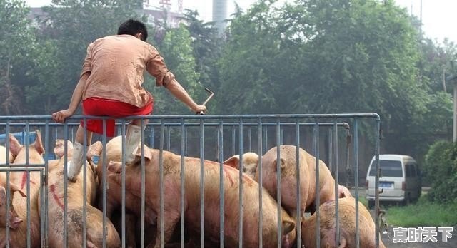 今日猪价下跌，养猪难，明明市场缺猪，为何猪价还下跌 - 真时天下