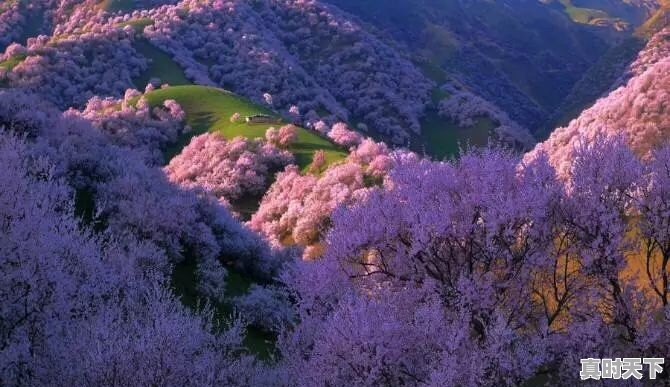 三月份林芝怎么样？天气怎么样 - 真时天下