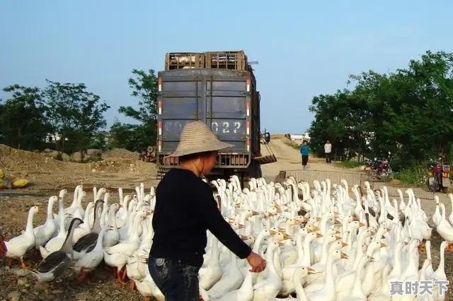 想养一些鹅跟鸡，不过现在鹅苗好贵啊，这个季节鹅好养吗 - 真时天下