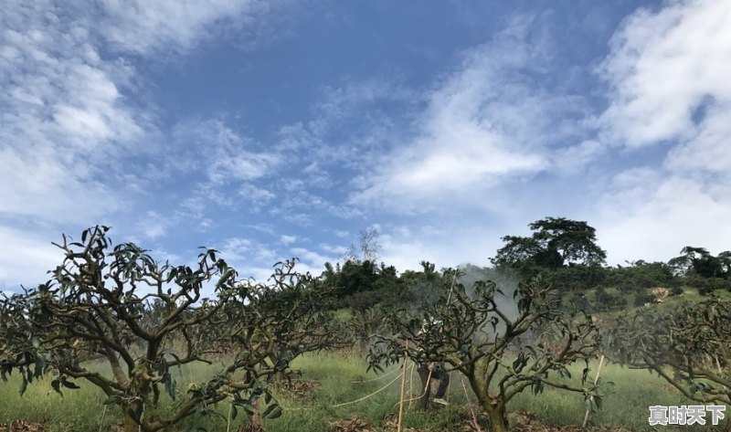 海南今日产地芒果价格 - 真时天下