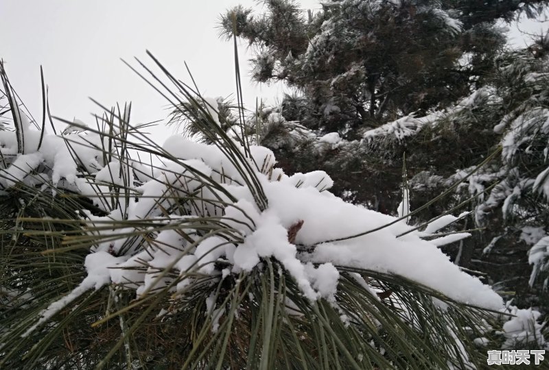 河南将开启大风+降温+雨雪模式，目前郑州天气如何 - 真时天下