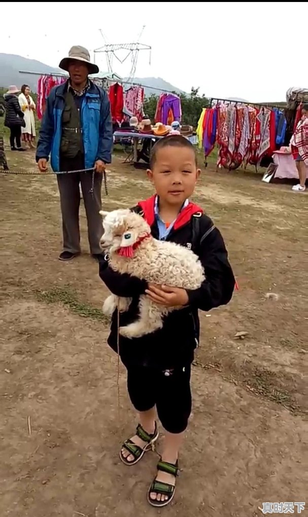 大家是否知道当地活羊的价格 - 真时天下