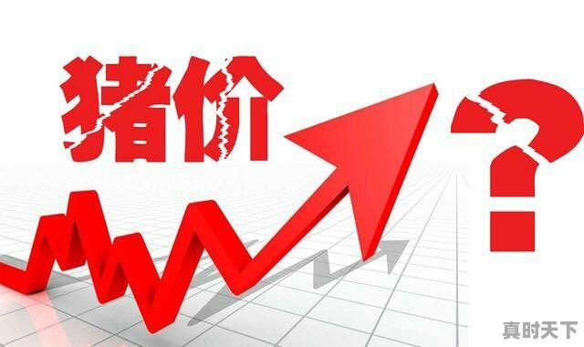 东北猪价跌到3.7元/斤，你认为春节前还能涨吗 - 真时天下