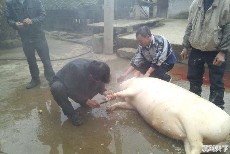 有什么事是你来了合肥才知道的 - 真时天下