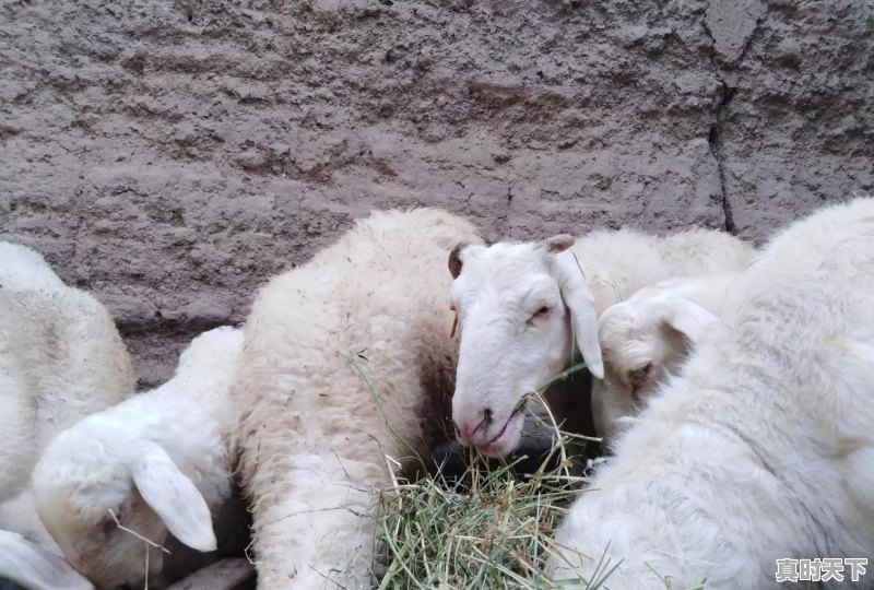 现在寒羊公羊的价格是多少?市场前景怎么样 - 真时天下