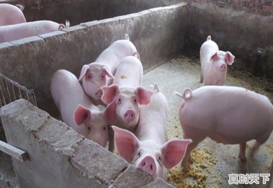 今年春节55一斤的熟牛肉是真牛肉吗 - 真时天下