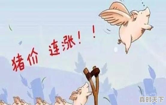 今年春节55一斤的熟牛肉是真牛肉吗 - 真时天下