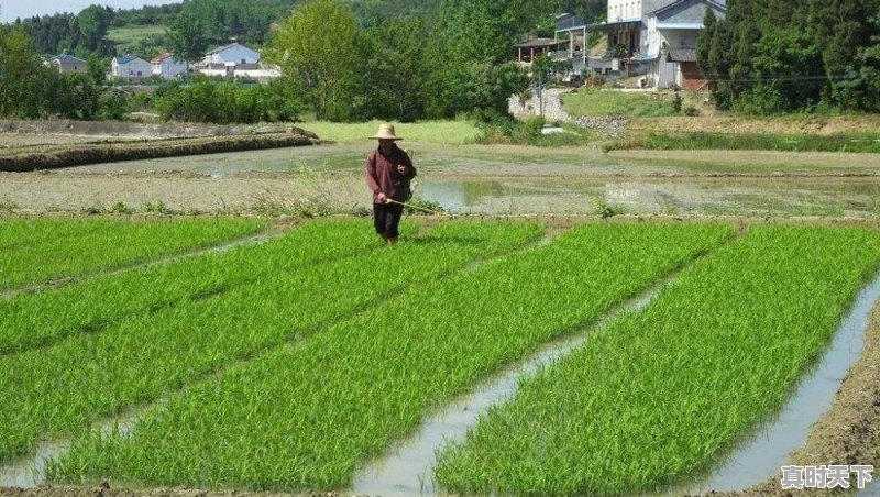 今天在我家一块水稻田地发现稻叶一条都白色是什么病，怎么治 - 真时天下