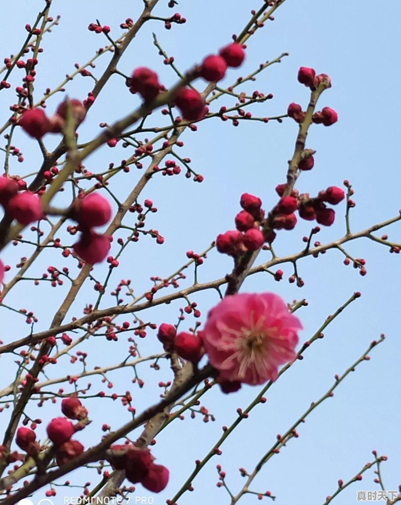 春天鲜花盛开，你那里有美景吗？分享一下 - 真时天下