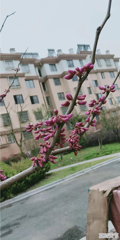 春天来了，疫情也在好转，能否秀一下你们拍的春天 - 真时天下