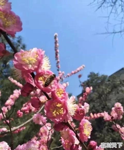 西安雨润的樱桃今日价格 - 真时天下