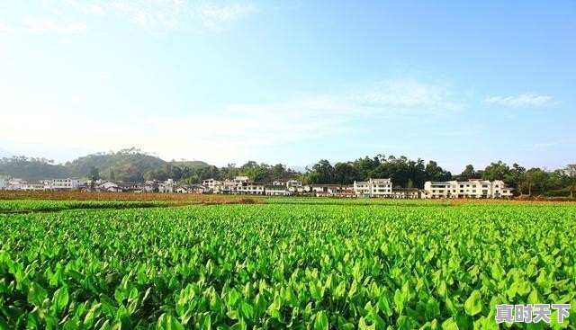 今日安徽姜黄价格走势 - 真时天下