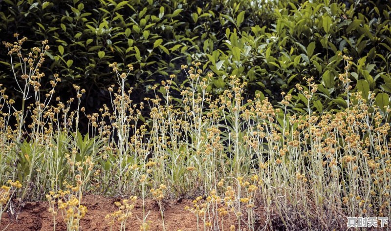 宁国一周天气 - 真时天下