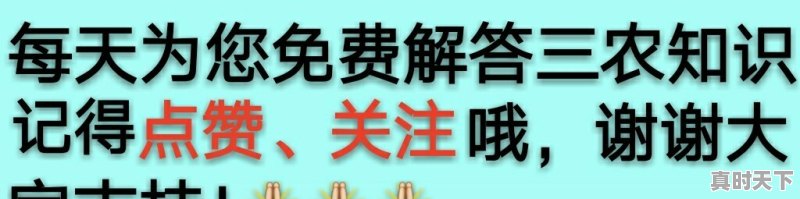 为什么最近沧州的白萝卜价格普遍上涨 - 真时天下