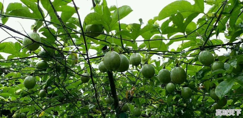 当前各地百香果价格如何？您的第一批果能否卖个好价钱 - 真时天下