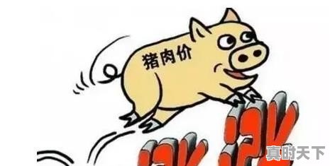 今年鸡肉的价格算高吗？现在养鸡还能赶上高价格吗 - 真时天下