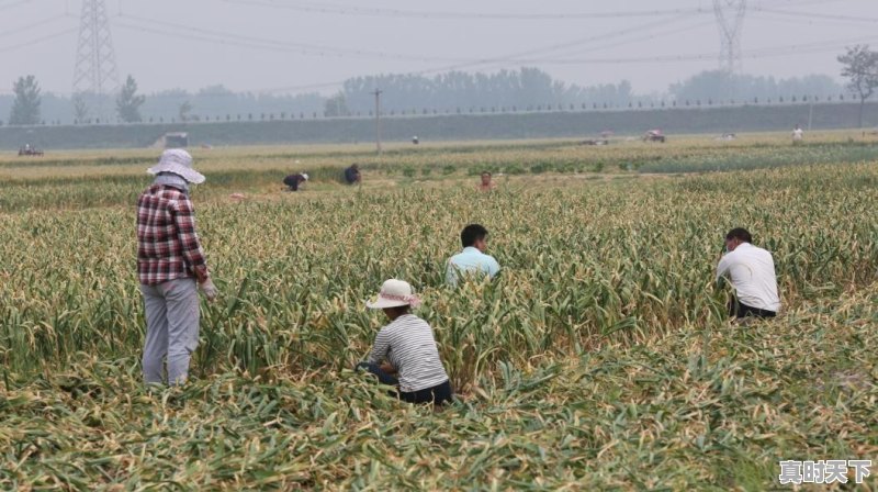 在农村承包一百亩地种植什么前景好，利润怎样 - 真时天下