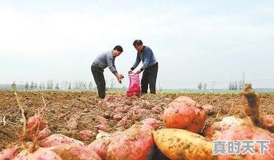 现在红薯价格那么高，为什么农民不多种红薯呢 - 真时天下