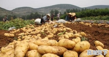 哪里产土豆质量好，价格便宜 - 真时天下