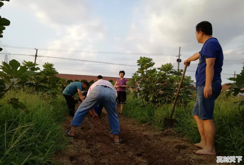 今年大蒜价格走势如何 - 真时天下