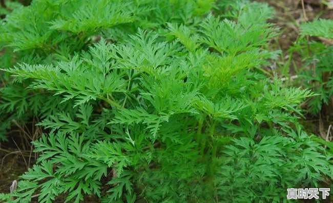 今日重庆独活价格是多少 - 真时天下