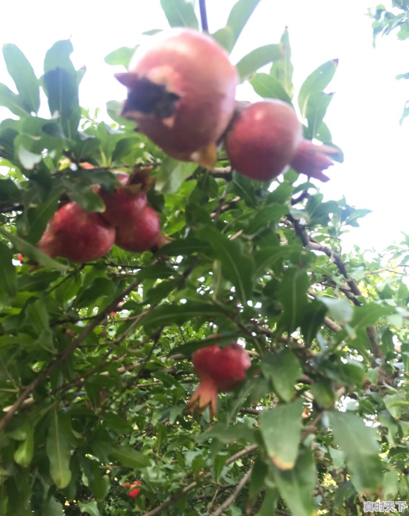 明日进七九，“七九河开，雪打七九头”有啥预兆？农村谚语咋说的 - 真时天下