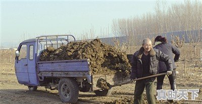 米糠与花生麸用做肥料哪个肥效高 - 真时天下