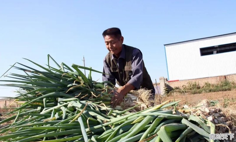 辣椒收购生意该怎么做 - 真时天下