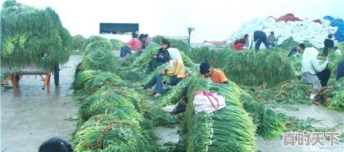 快过年了，大家列举几样你当地(请注明具体地名)有特色的风俗习惯，为新年助庆，如何 - 真时天下