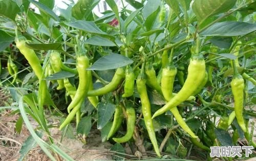 湖南辣椒今日头条价格 - 真时天下