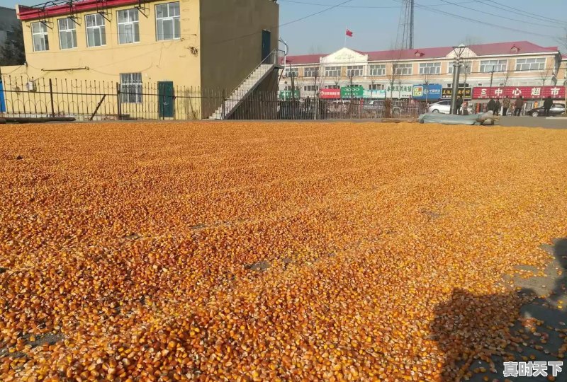 今日绥化象屿玉米最新价格是多少 - 真时天下