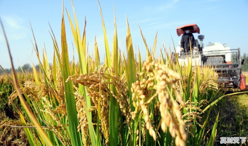 益阳今日回收价格行情 - 真时天下