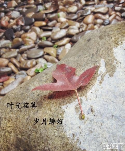 描写春天滂沱大雨的诗句 - 真时天下