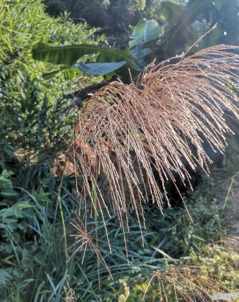 有没有一个细节，让你突然为你讨厌的那个人感到心酸 - 真时天下