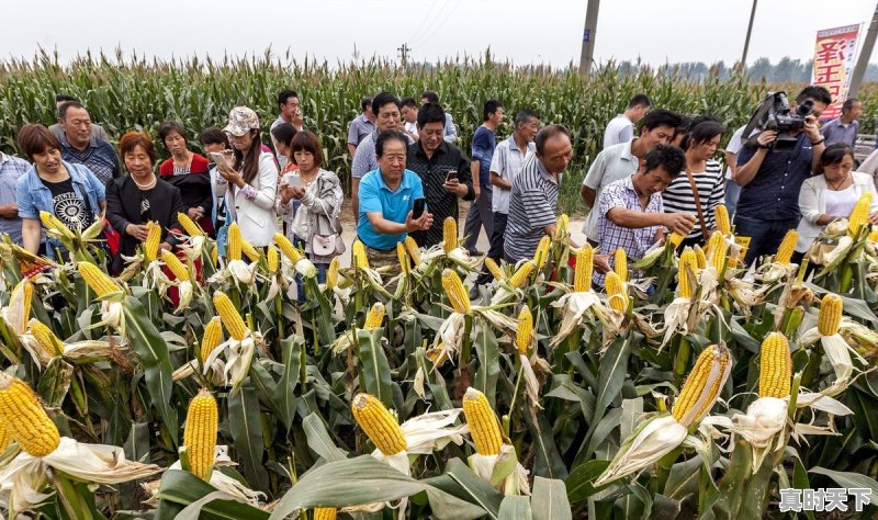 今日玉米河北最新价格 - 真时天下