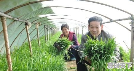 扶沟今日韭菜价格行情 - 真时天下