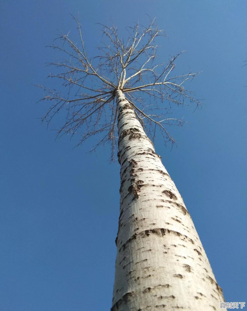 春节期间由于燃放大量烟花爆竹，造成多地城市空气污染严重，对此你怎么看 - 真时天下